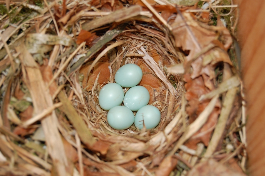 de nestkast jonge vogels in kast! | Reestdal.nl