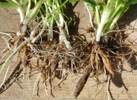 wortelknollen als speentjes