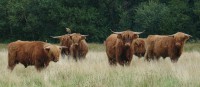 Schotse Hooglanders begrazen nieuwe natuur