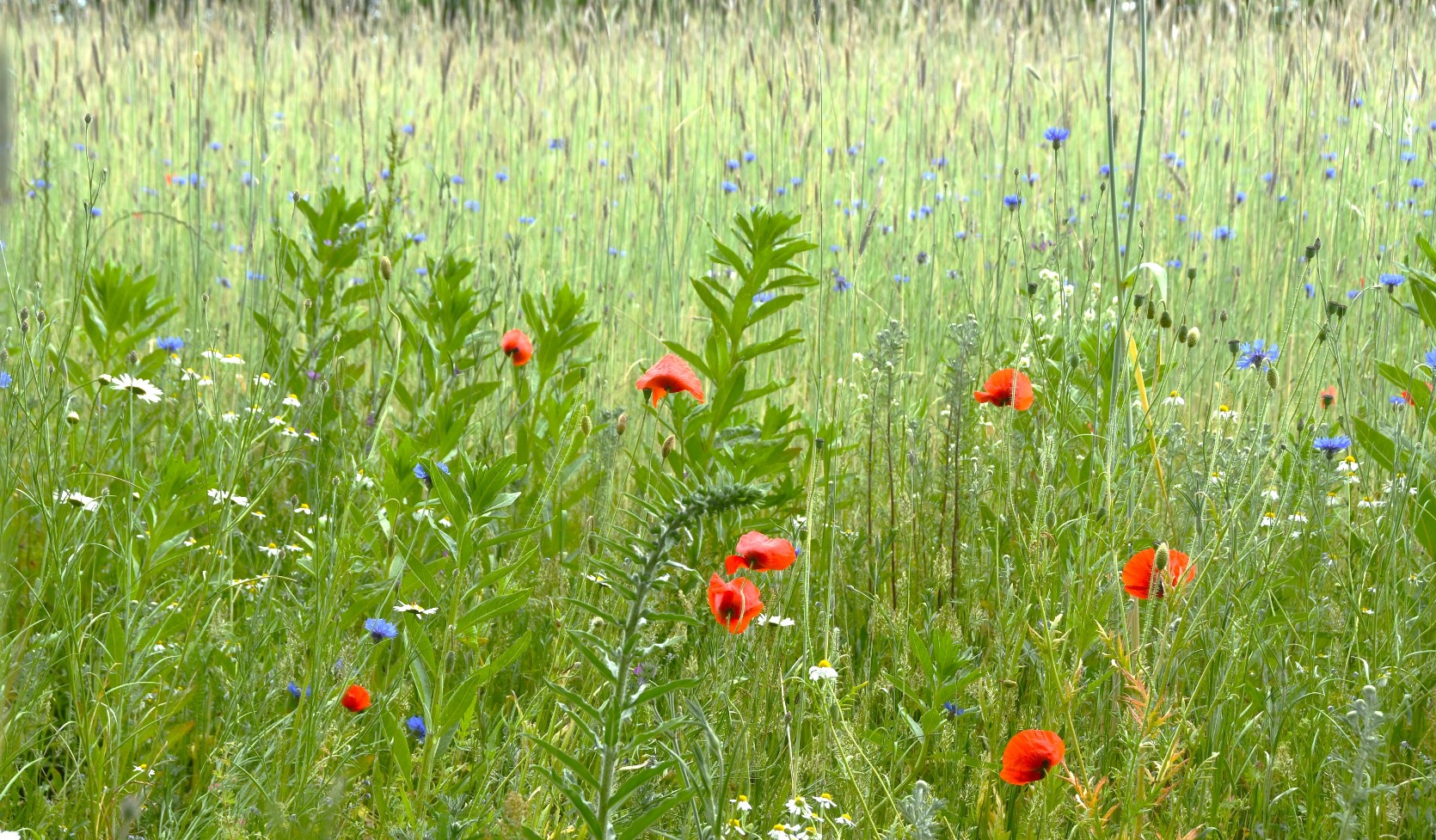 klaproos en teunisbloem - kopie